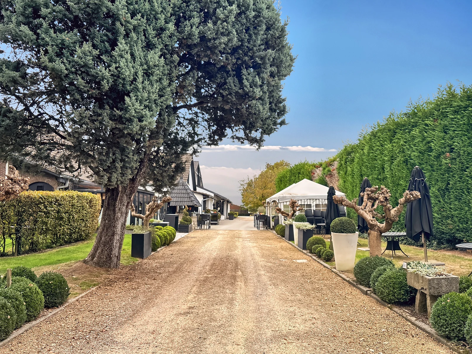 L’allée du domaine, bordée de buis, sous les grands arbres